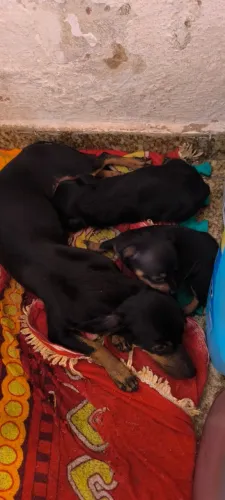 Menininhos Pinscher 1