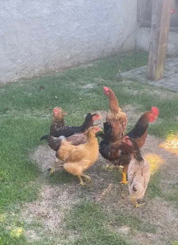 Lotes de galinha caipira botando ovos.