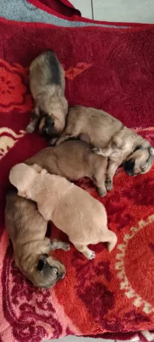 Filhotes de Cachorros espaniel tibetano com poodle
