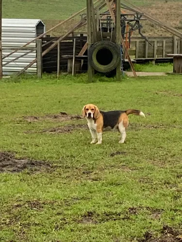 Vendo espetacular beagle
