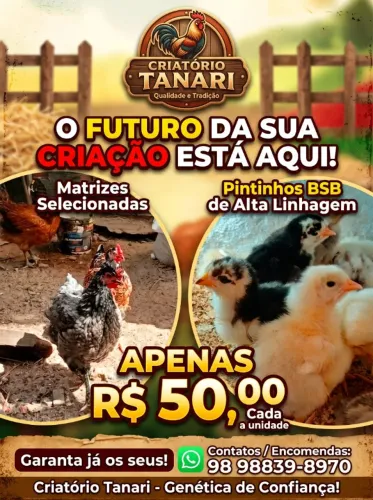 Vende-se pintos da raça BSB