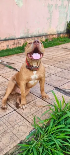 PIT MONSTER