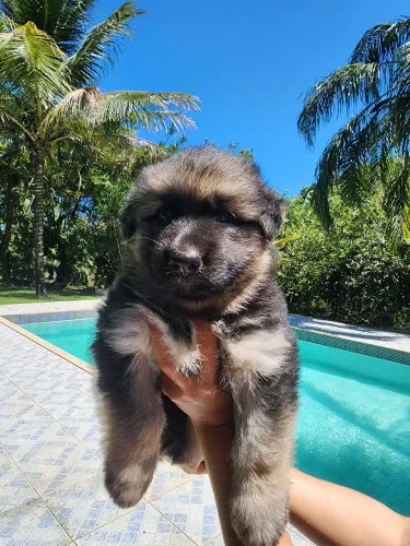 Filhotes de pastor alemão