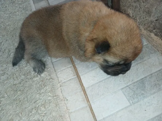 Chow chow filhote disponível 