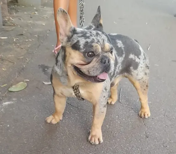 Macho Blue tan merly pra cruza 