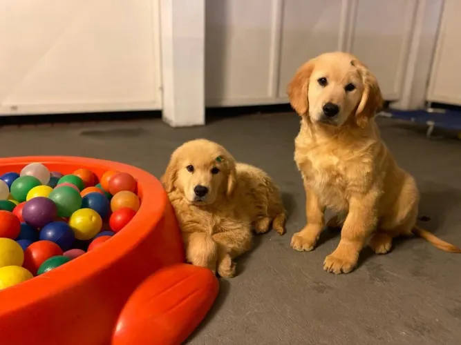 Golden Retriever | Filhotes Robusto