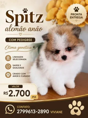 SPITZ ALEMÃO ANÃO (SANGUE PURO COM PEDIGREE. CRIAÇÃO DOMÉSTICA))