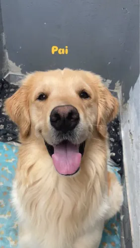 Macho disponível pra cruzar