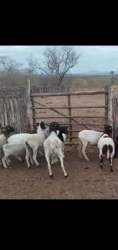 Vendo 01 CARNEIRO REPRODUTOR DORPER E 06 MARRANS 