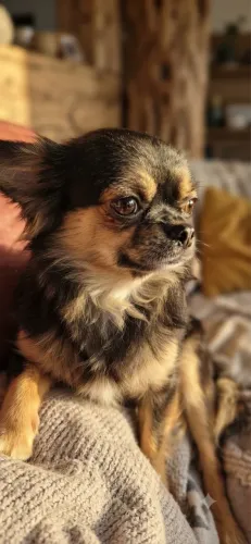 CHIHUAHUA MACHO
