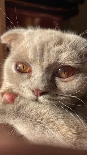 Gato Filhote Scottish Fold idade 4 meses cor Fawn!!