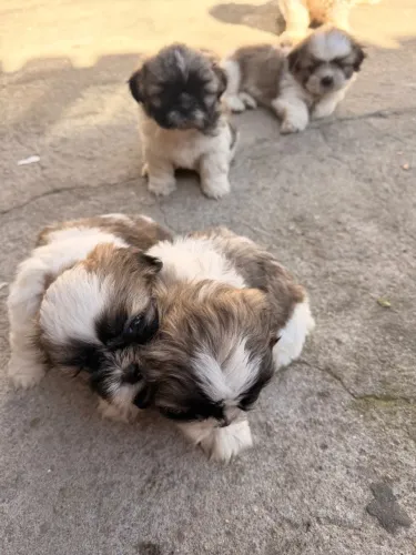 Cachorro