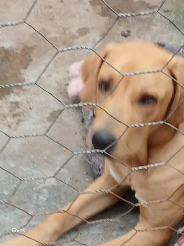 Fila brasileiro 5 meses