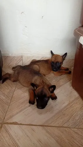 PASTOR BELGA MALINOIS