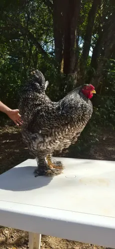 Casal de galo e galinha brahma barrado