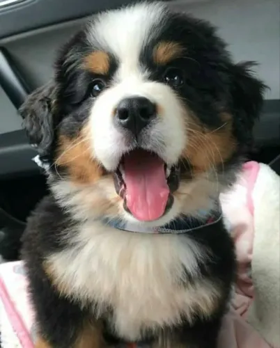 bernese 65 dias 