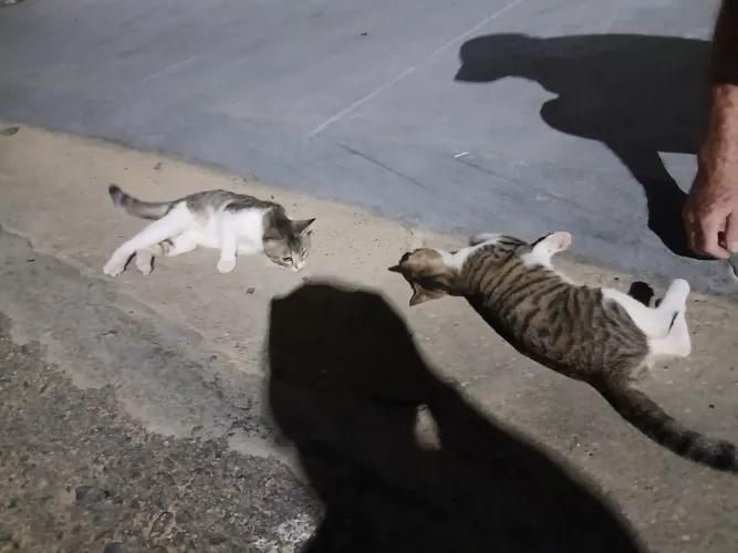 Gatas gêmeas 