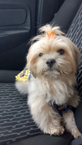 Troco Lhasa Apso fêmea por Shitzu macho 