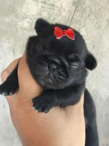 Pug fêmea preta