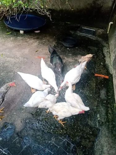 Vende-se 2 casais de patos adultos