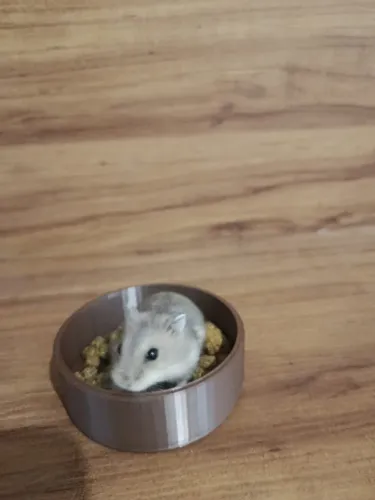 Hamster anão russo fêmea cinza
