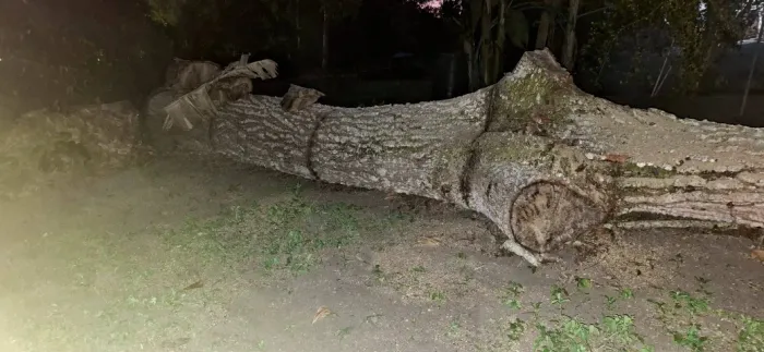Tronco de madeira de Cajá 1,4m
