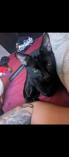 Doação de gato