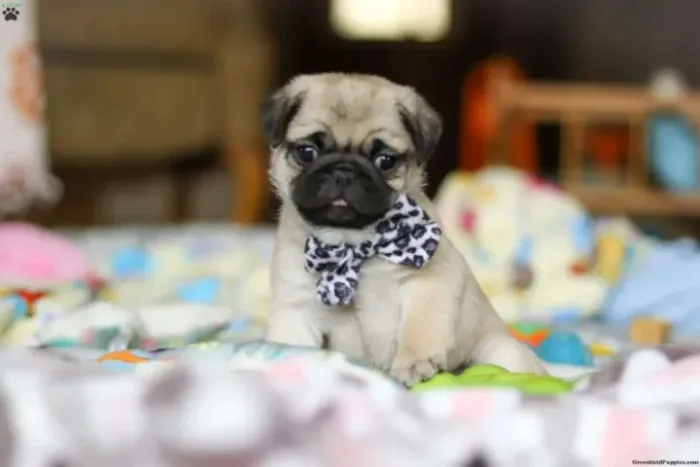 Pug engraçado - diversão garantida