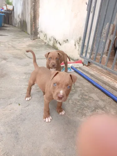 Vende se filhotes de pitbull