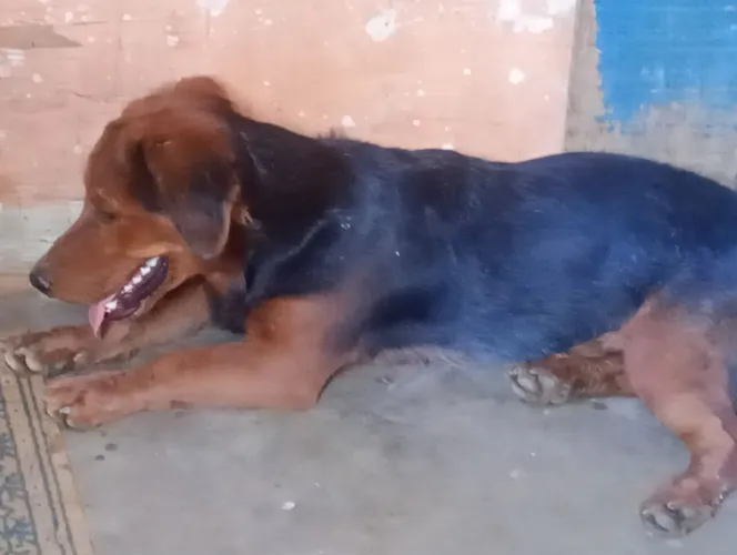 Doação de cão, salsicha misturado com vira lata