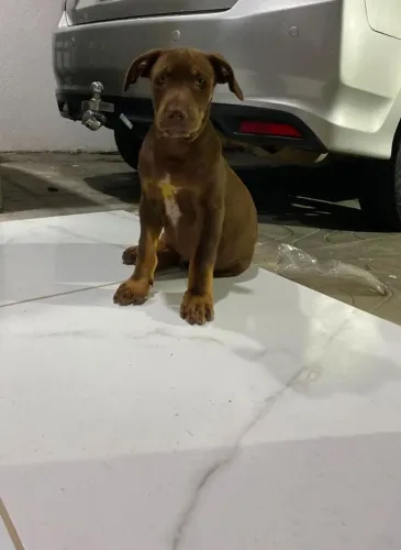 Pitbull