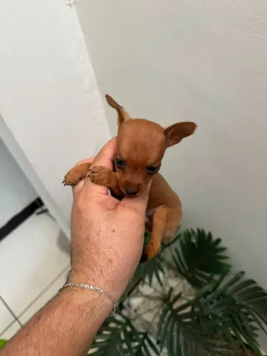 Pinscher macho zero