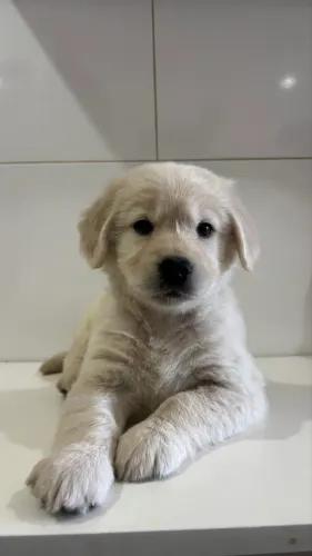 Filhotes Golden Retriever