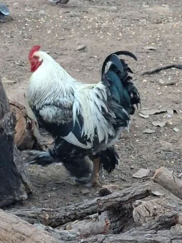 Vendo ovos galados de galinha Brahma