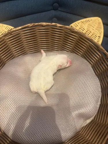 Spitz alemão anão pronta entrega