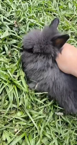 Mini coelhos (mini Lion)