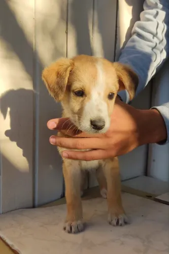 Doa - se  cachorrinhos 