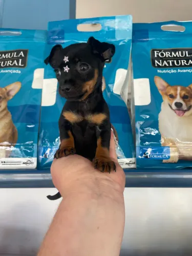 Pinscher fêmea miniatura $2.500,00