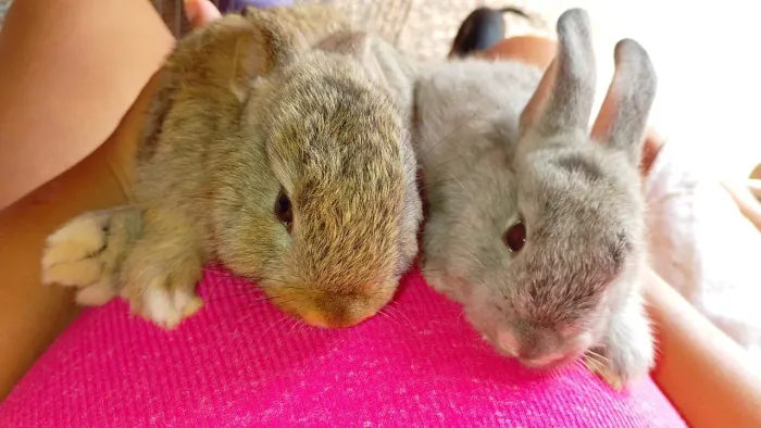 Vendo ou troco Casal de coelhos 