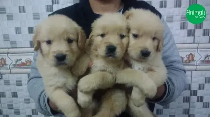 Filhote de Golden Retrievier 