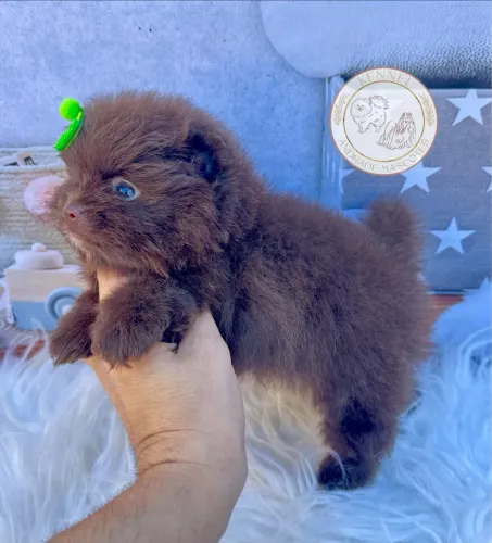 Filhote de Lulu da pomerania 