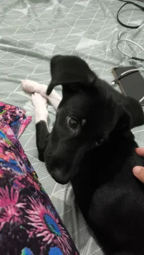Doando cachorro vira lata
