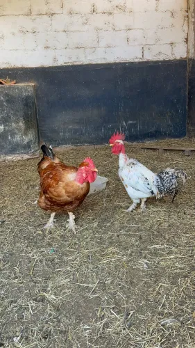 Galos índio e polaco 