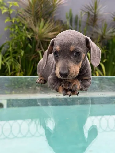 linguicinha dachshund blue lindo