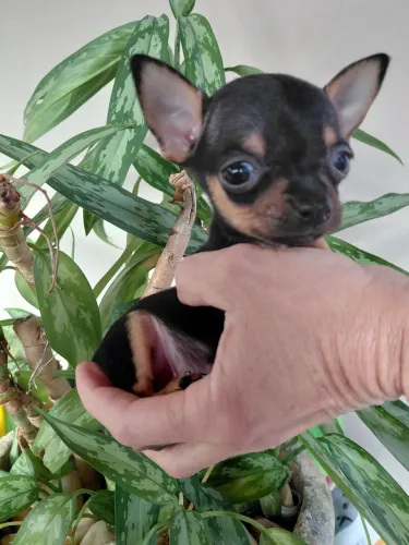 Pincher micro 0