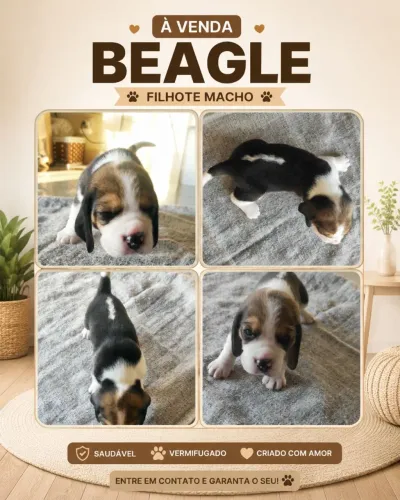 Filhotes de Beagle com Pedigree | Excelente Linhagem Europeia | Vacinados e Vermifugados