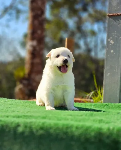 Pomsky Macho é fêmea