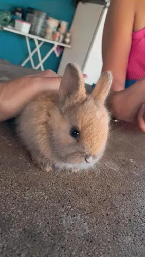 Coelho mini