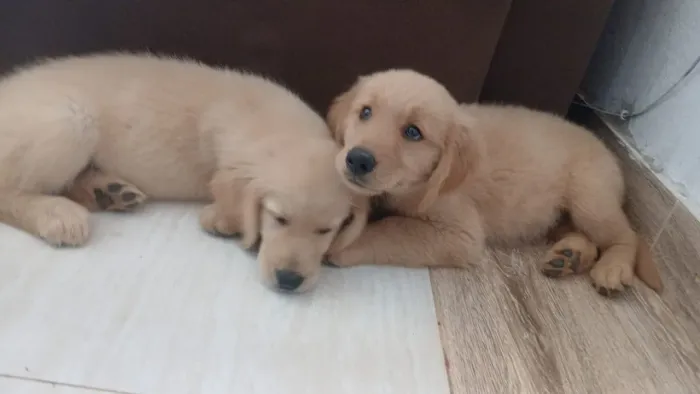 Golden Retriever filhotes bem cuidados disponíveis