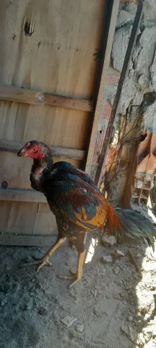 Frango de raça 9 meses